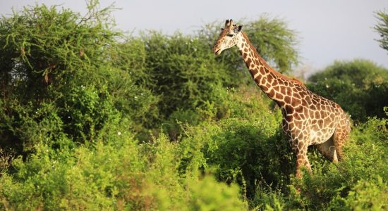 cute-massai