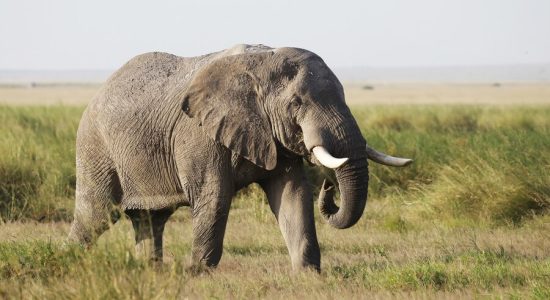 elephant-amboseli-national-park-kenya-africa